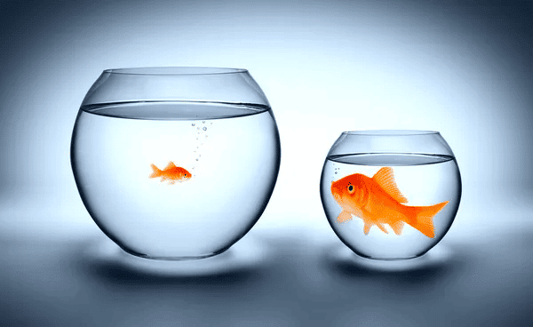Goldfish in different sized fishbowls